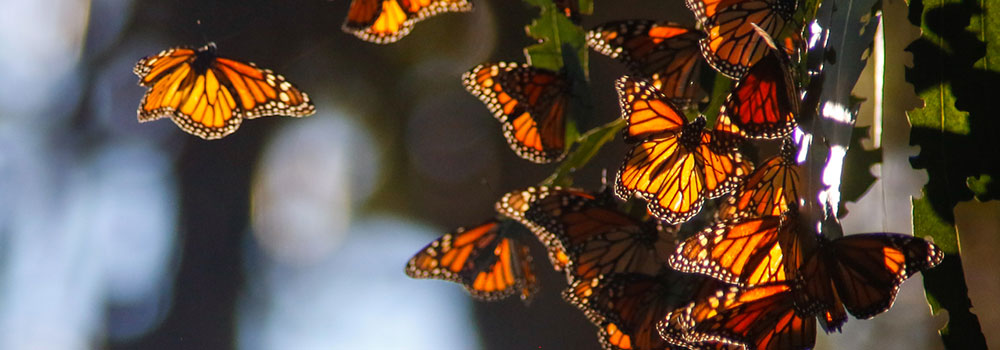 Monarch-Butterfly-Grove-on-GuestWritersHub