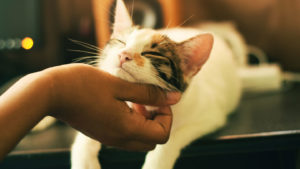 Some-of-the-Advanced-Flea-&-Tick-Prevention-Tips-for-Your-Cat-on-guestwritershub